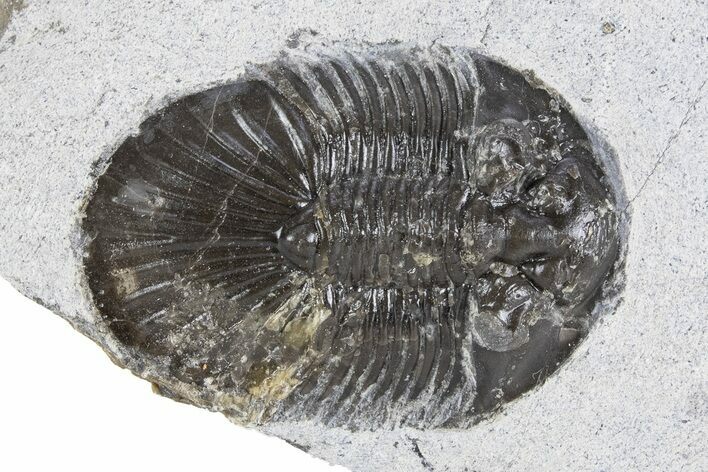Bargain, Scabriscutellum Trilobite - Morocco #341287